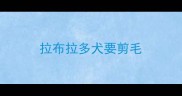 拉布拉多犬要剪毛