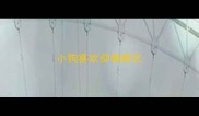 小狗喜欢仰着睡觉