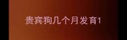 贵宾狗几个月发育