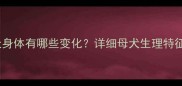 狗狗怀孕35天身体有哪些变化详细母犬生理特征与护理要点