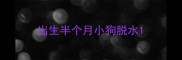 出生半个月小狗脱水
