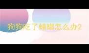 狗狗吃了蟑螂怎么办