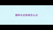 猫咪长皮肤病怎么办