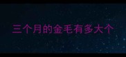 三个月的金毛有多大个