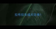 拉布拉多成犬饮食