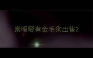 崇明哪有金毛狗出售