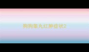 狗狗睾丸红肿症状