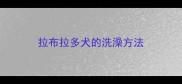 拉布拉多犬的洗澡方法