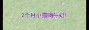 2个月小猫喝牛奶