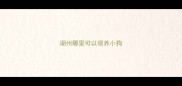 湖州哪里可以领养小狗