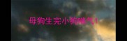 母狗生完小狗喘气