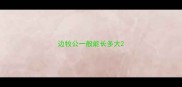边牧公一般能长多大