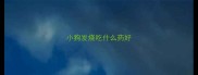 小狗发烧吃什么药好