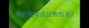 别的狗攻击拉布拉多