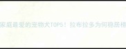 中国家庭最爱的宠物犬TOP5拉布拉多为何稳居榜首