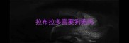 拉布拉多需要狗笼吗