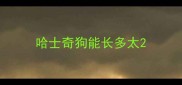哈士奇狗能长多太