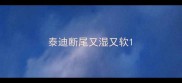 泰迪断尾又湿又软