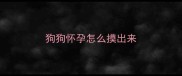 狗狗怀孕怎么摸出来