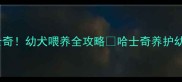 3周养成健康哈士奇幼犬喂养全攻略哈士奇养护幼犬喂养宠物知识