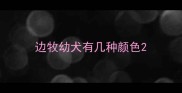 边牧幼犬有几种颜色
