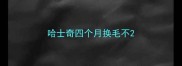 哈士奇四个月换毛不