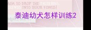 泰迪幼犬怎样训练