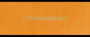三个月的雪纳瑞有多大