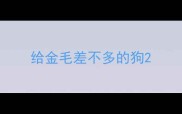 给金毛差不多的狗