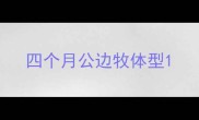 四个月公边牧体型