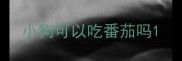 小狗可以吃番茄吗