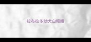 拉布拉多幼犬白眼睛