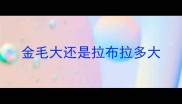 金毛大还是拉布拉多大