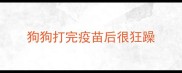 狗狗打完疫苗后很狂躁