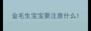 金毛生宝宝要注意什么