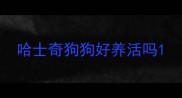 哈士奇狗狗好养活吗