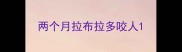 两个月拉布拉多咬人
