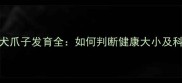 拉布拉多幼犬爪子发育全如何判断健康大小及科学护理指南