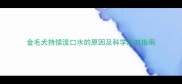 金毛犬持续流口水的原因及科学应对指南