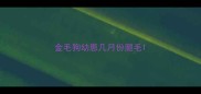 金毛狗幼崽几月份腿毛