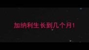 加纳利生长到几个月