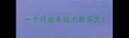 一个月金毛幼犬有多大