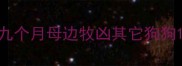 九个月母边牧凶其它狗狗