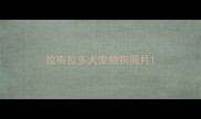 拉布拉多犬宠物狗照片