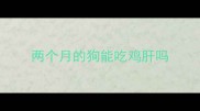 两个月的狗能吃鸡肝吗