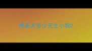 博美犬多少天生小狗