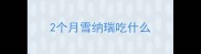 2个月雪纳瑞吃什么