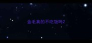 金毛真的不吃饭吗