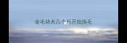 金毛幼犬几个月开始换毛