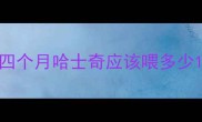 四个月哈士奇应该喂多少